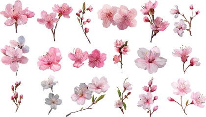 pink magnolia flowers isolated © Abu