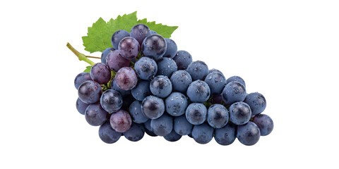 Freshly Washed Cluster of Dark Purple Grapes with Water Droplets and Green Leaf on a Solid Hue © Mst Sujjada Rahman 