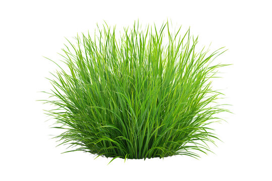 Green ornamental grass tuft isolated on transparent background