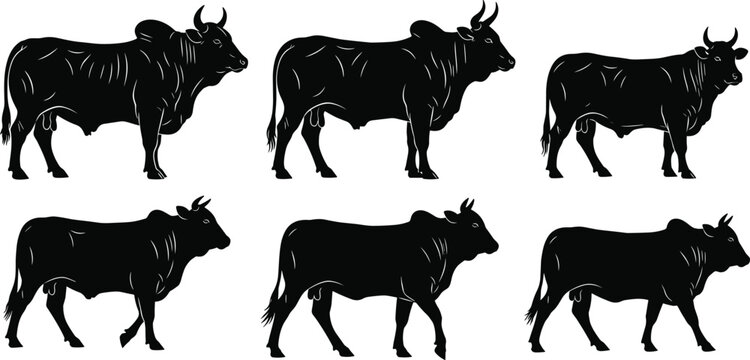 Brahman bull and cow silhouette vector collection, set of humped zebu cattle icons for farm, livestock, and butchery design elements.