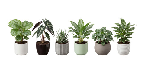 Obraz premium Six diverse tropical houseplants and succulents in modern ceramic planters