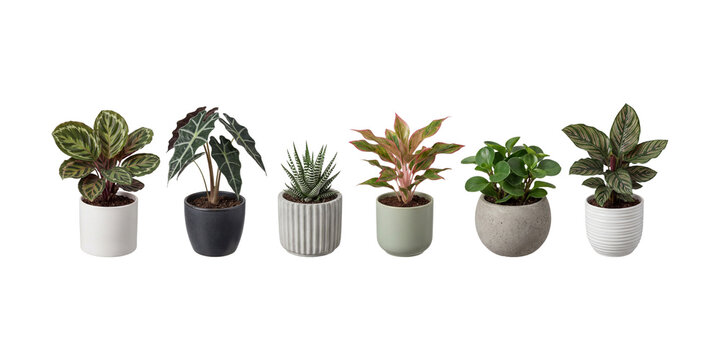 Collection of Six Assorted Houseplants in Modern Decorative Pots