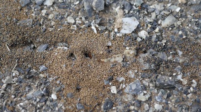 Ants Entering Nest on Ground Colony Insect Nature Close Up Video Footage