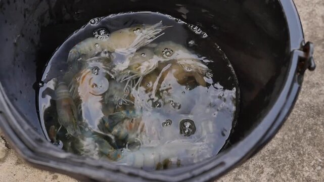 Pouring Water into Bucket with Live Shrimp Seafood Preparation Close Up Video