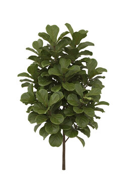A lush, vibrant green fiddle leaf fig tree with large, glossy leaves stands tall against a clean white background, perfect for interior design.