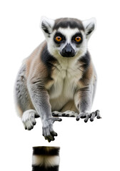 Obraz premium A ring-tailed lemur jumping from a branch with orange eyes isolated on transparent background
