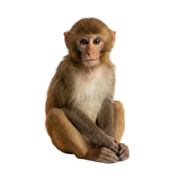 Brown rhesus macaque monkey sitting with folded hands, full body portrait Isolated on white background