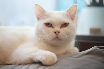 thai cat , old cat in thailand