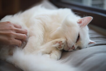 thai cat , old cat in thailand