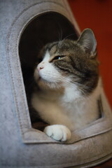 thai cat , old cat in thailand