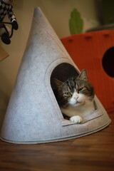 thai cat , old cat in thailand