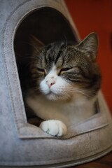 thai cat , old cat in thailand