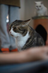 thai cat , old cat in thailand