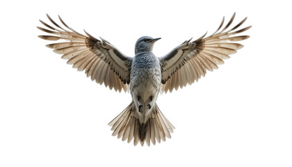 Obraz premium Northern Mockingbird in mid-flight with wings fully extended, showcasing intricate feather patterns against a stark white background.