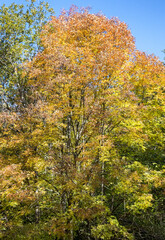 It's autumn in a country park, early in the morning, and the soft light of sunrise turns the golden foliage into warm, honey-colored hues.