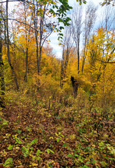 It's autumn in a country park, early in the morning, and the soft light of sunrise turns the golden foliage into warm, honey-colored hues.