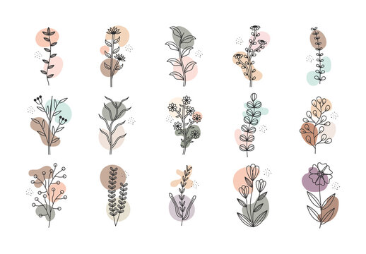 Nature and Botanical Illustration Set