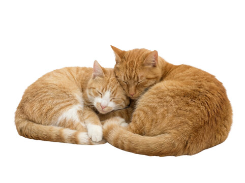 Two ginger tabby cats sleeping curled together on white background, studio pet photography