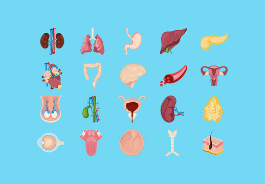 Human Organs Human Body Illustration Design Set