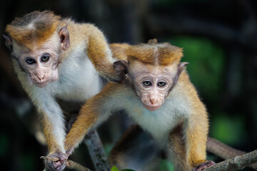 Obraz premium mother and baby