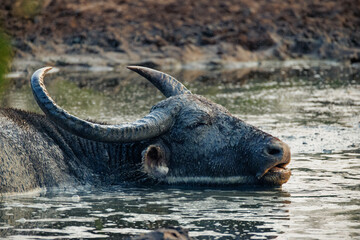water buffalo in the water
