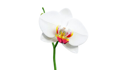 Obraz premium White Orchid Flower with Pink and Yellow Accents