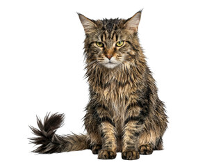 Long haired brown tabby cat sitting with fluffy tail, front view studio cutout, Isolated on white background