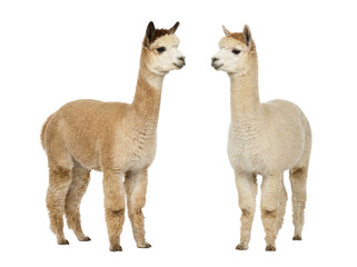 Obraz premium Beige alpaca or llama pair standing and facing each other, studio lighting, Isolated on white background