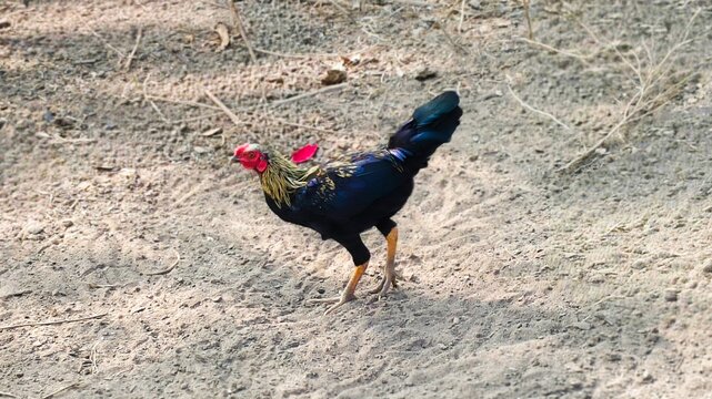 Traditional Indian Asil Chicken Rooster standing on rural ground.