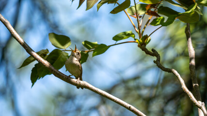 Songbird Calling from Forest Branch