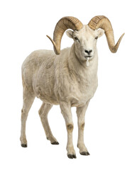 Fototapeta premium Full body mountain sheep or mouflon ram with curved horns, standing front view, Isolated on white background