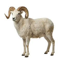 Fototapeta premium Full body Dall sheep ram with curled horns standing, isolated on white background