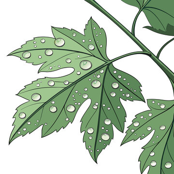 A close-up view of a vibrant green leaf with intricate veins and serrated edges. Vector
