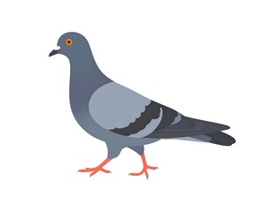 Fototapeta premium A gray bird with orange eyes and legs