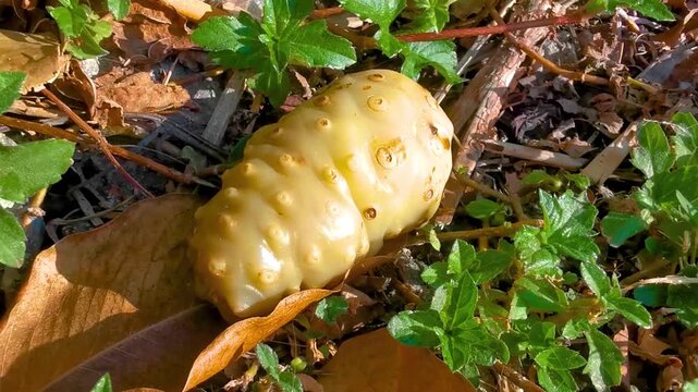 Stinky cheesefruit great morinda Indian mulberry noni beach mulberry Thailand.