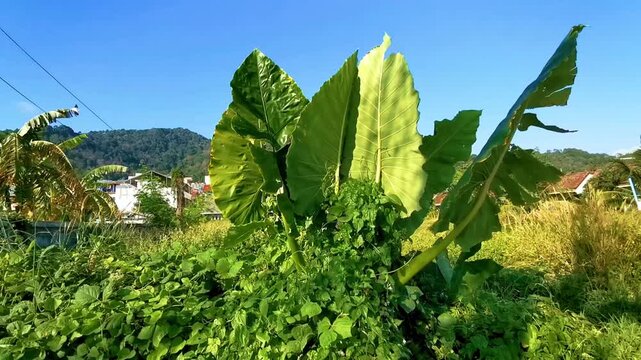 Elephant ear Alocasia the tropical giant leaf plant Phuket Thailand.