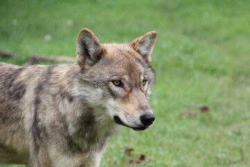 Fototapeta premium wolf in the forest