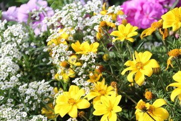 Naklejka premium colorful spring flowers