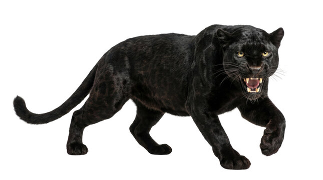 Black panther or melanistic leopard walking with open mouth, side view, wildlife predator Isolated on white background