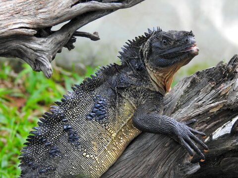 sailfin lizard, a genus of semi-aquatic lizards native to Southeast Asia. 