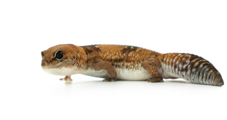 Side View of a Captive African Fat-Tailed Gecko Isolated on White Background in Studio
