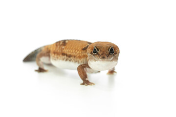 A Captive African Fat Tailed Gecko Isolated on White Background