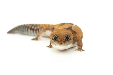 A Captive African Fat Tailed Gecko Isolated on White Background