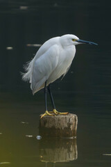 Naklejka premium The little white heron standing on the wooden stake