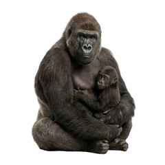 Obraz premium Gorilla mother holding baby infant primate, studio cutout on white background