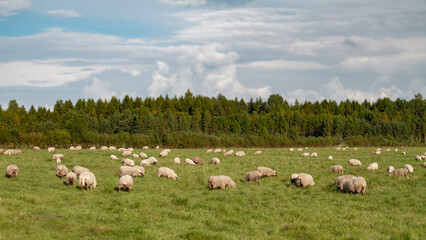 Fototapeta premium Sheep are grazing in the field.