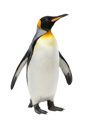 Fototapeta premium Emperor penguin standing with orange beak and yellow neck patch, full body wildlife photo, Isolated on white background