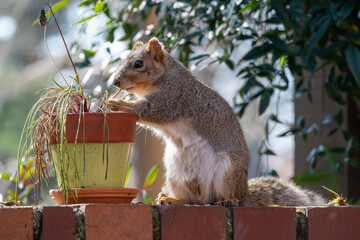 Close up of gray squirrel eating potted plant in backyard garden © Laurie Dana