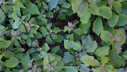 Lush Green Bush Foliage Texture, Close-Up of Rounded Leaves in Garden