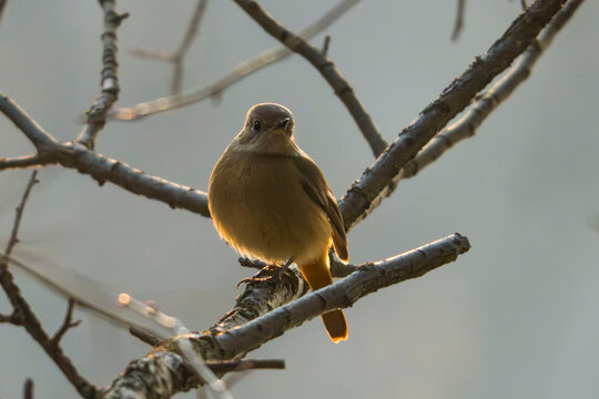 Daurian Redstart on branch
